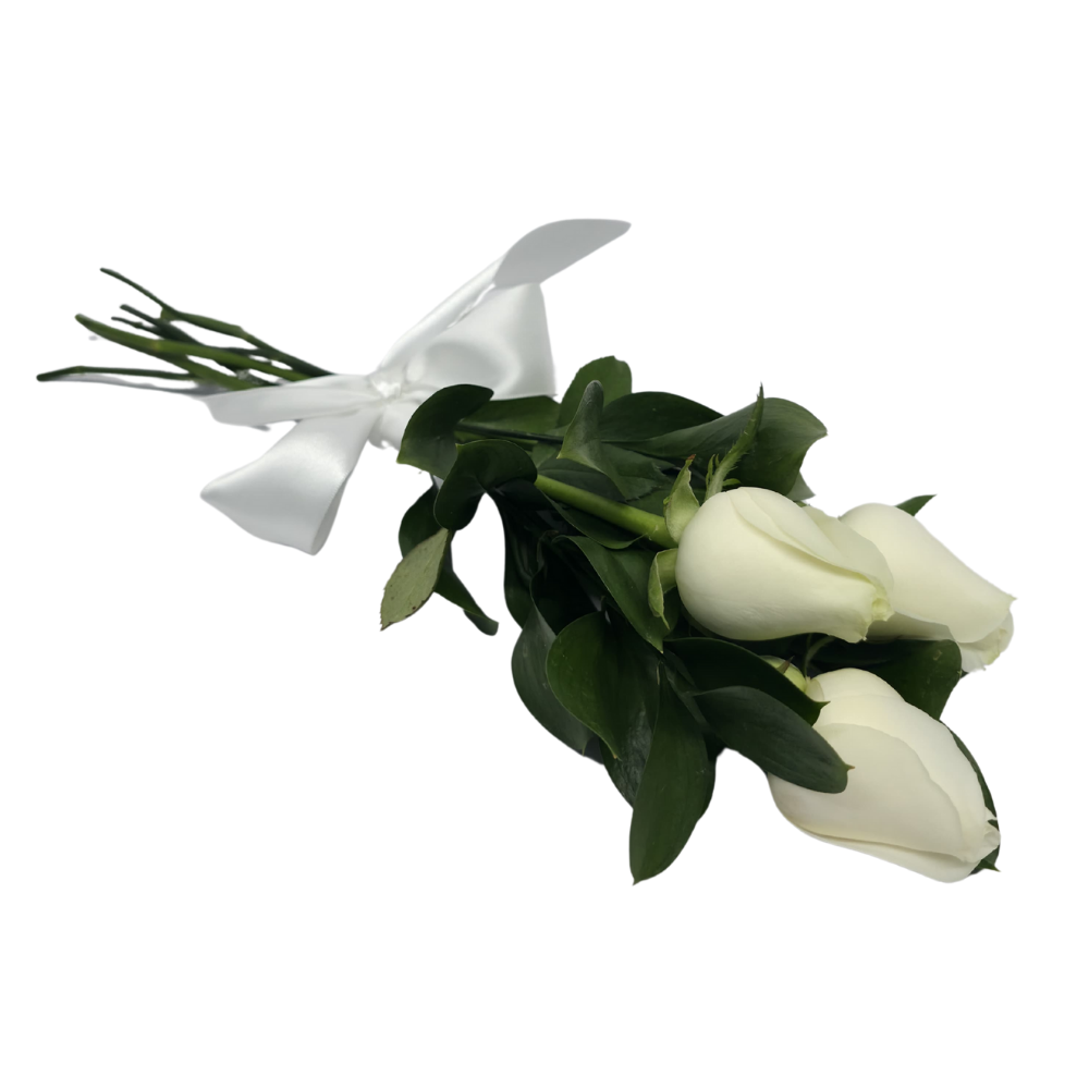 3 Rosas Brancas 3 Rosas Brancas