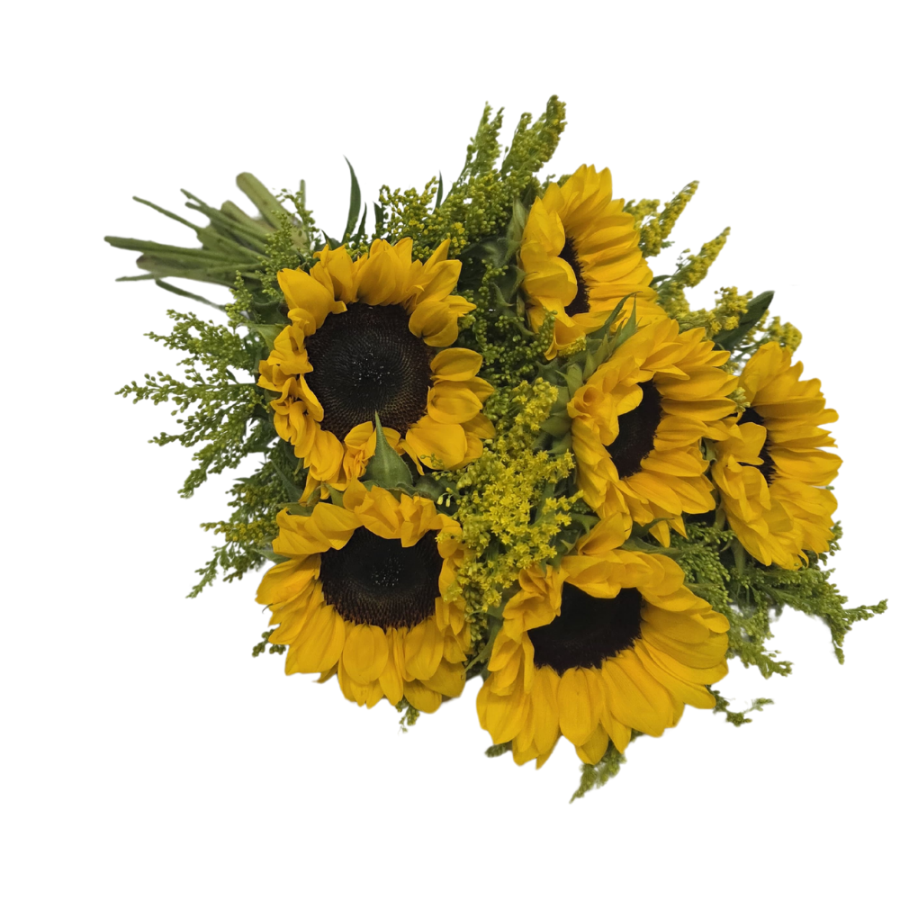 6 Girassóis 6 Girassóis