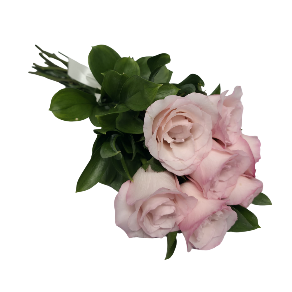 7 Rosas Rosadas 7 Rosas Rosadas