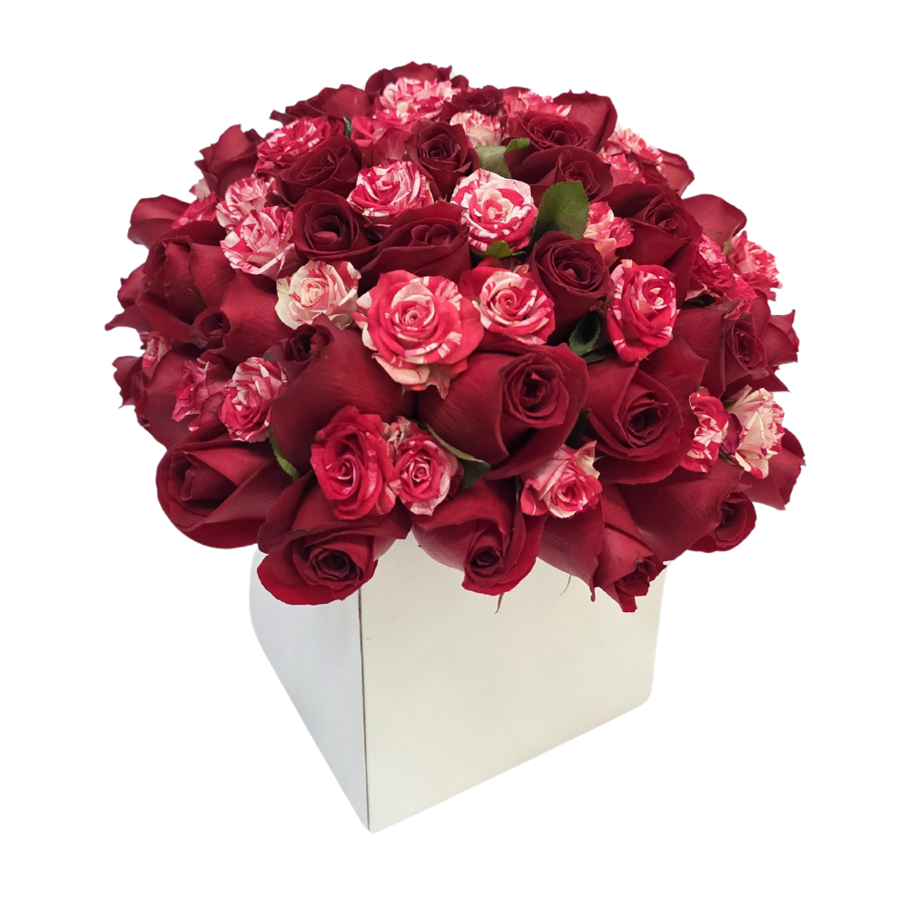 Arranjo com 36 Rosas Rosadas e Vermelhas no Cachepô Arranjo com 36 Rosas Rosadas e Vermelhas no Cachepô