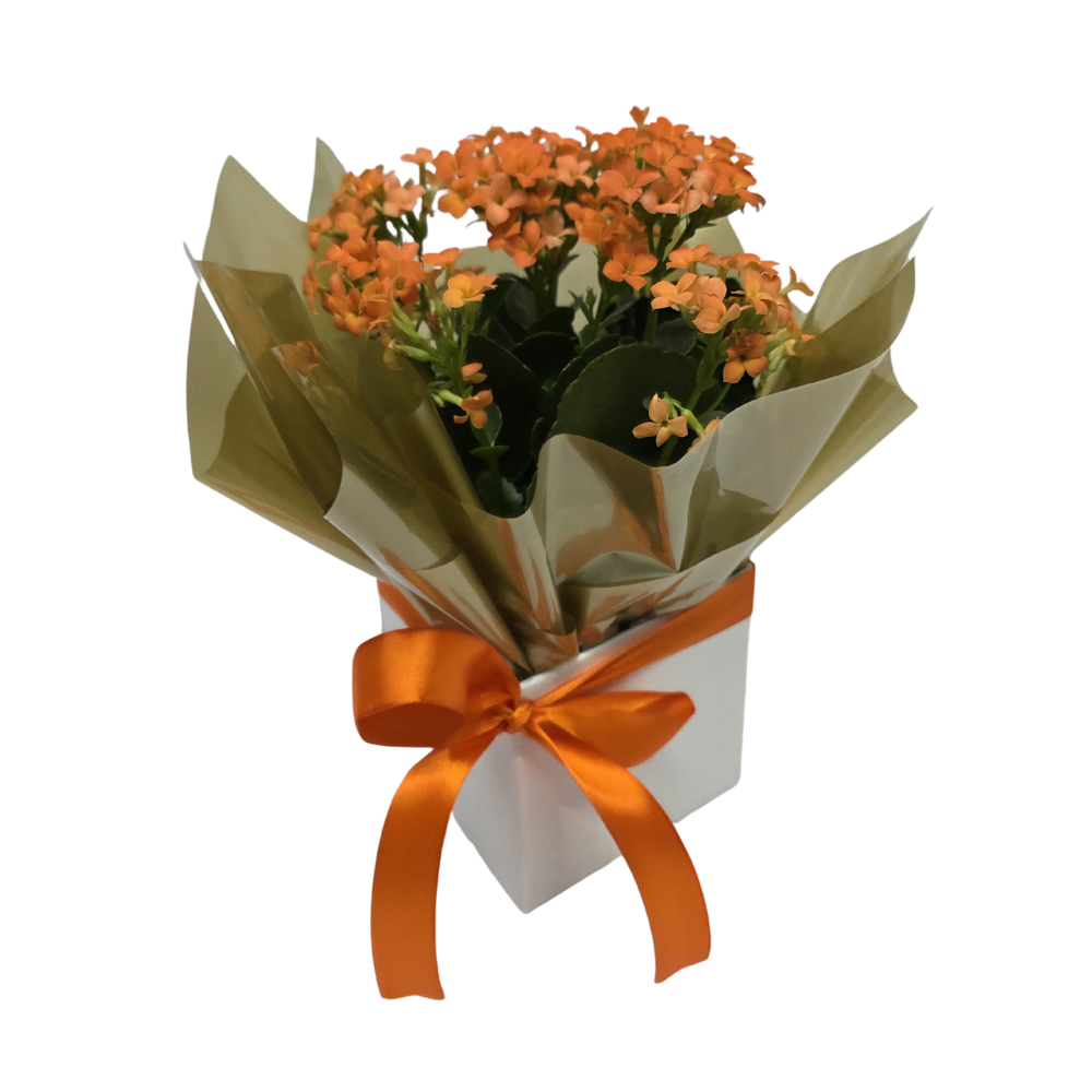 Flor-da-Fortuna Laranja no Cachepô