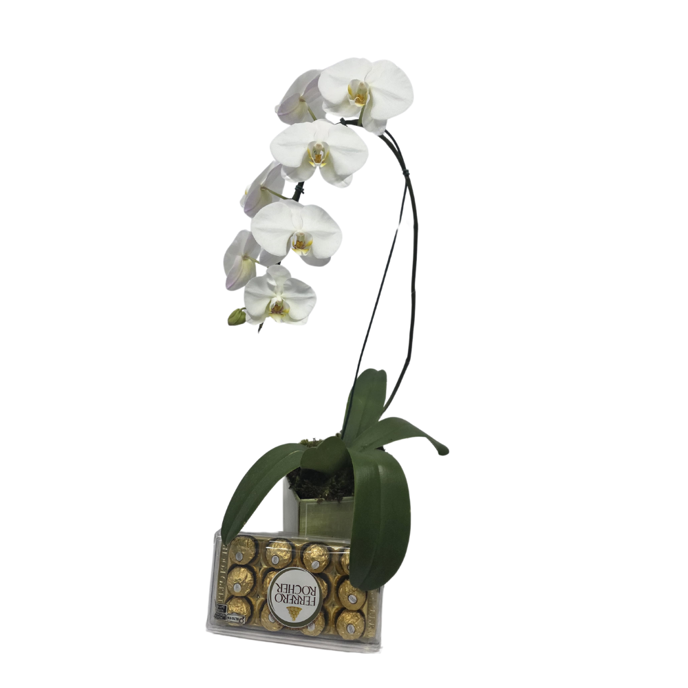 Orquídea Branca com Ferrero Rocher no Cachepô Orquídea Branca com Ferrero Rocher no Cachepô