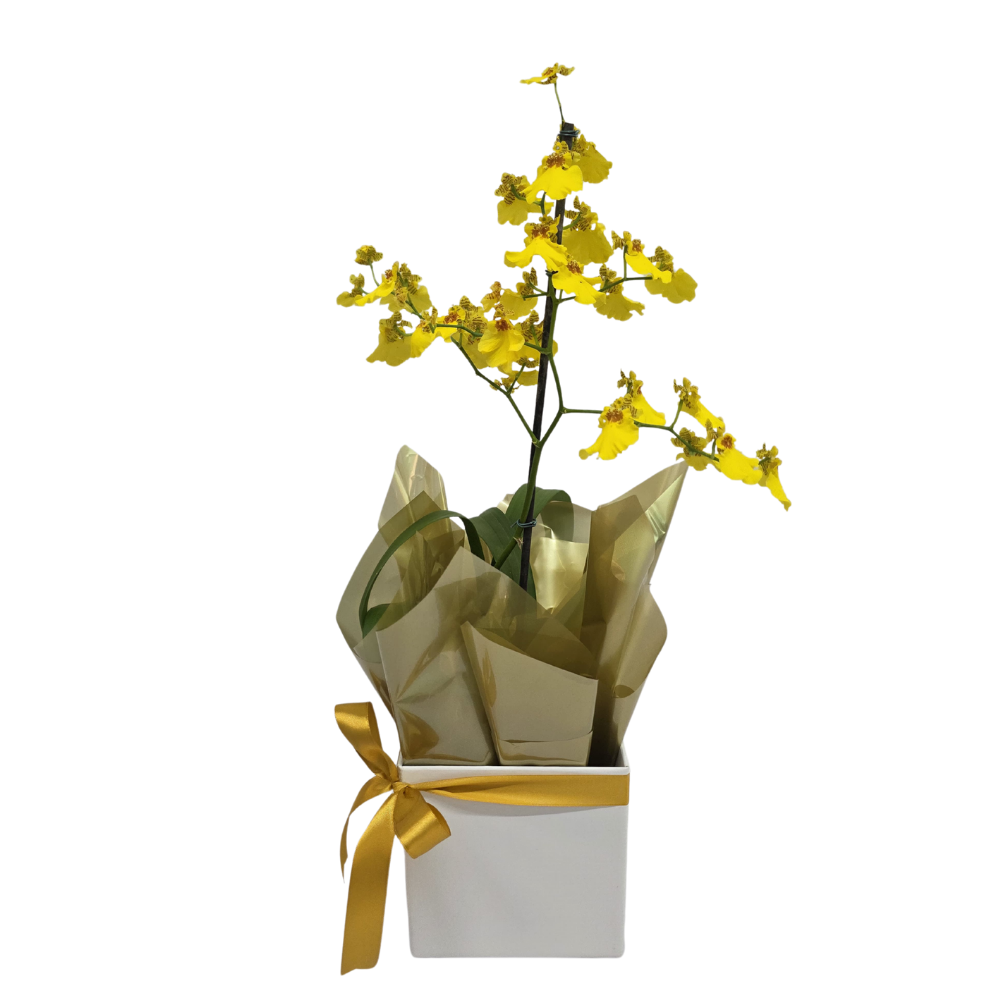 Orquídea Chuva-de-Ouro no Cachepô Orquídea Chuva-de-Ouro no Cachepô