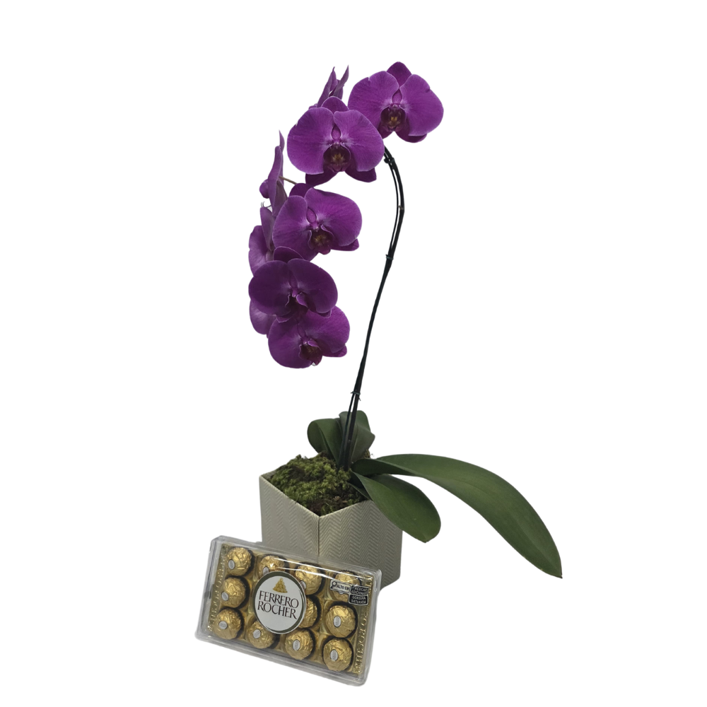 Orquídea Pink com Ferrero Rocher no Cachepô Orquídea Pink com Ferrero Rocher no Cachepô