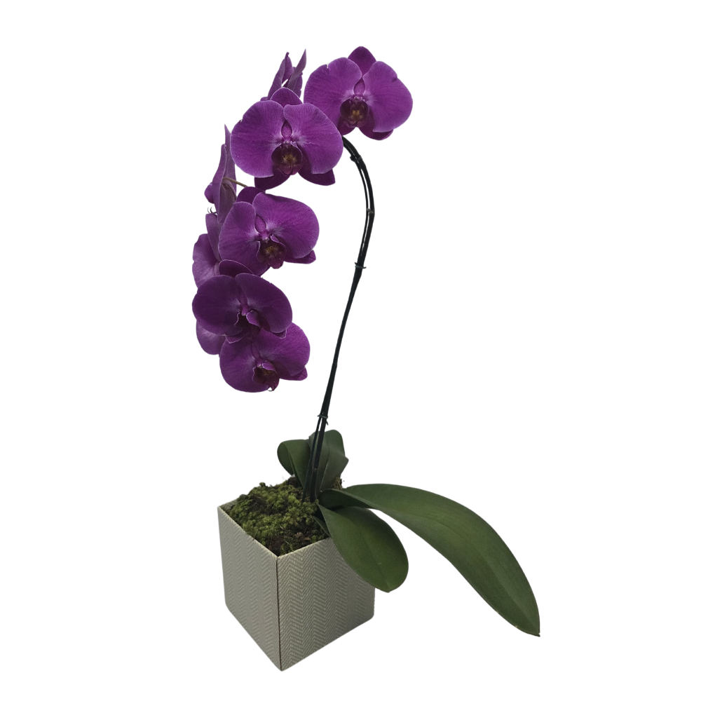 Orquídea Pink no Cachepô