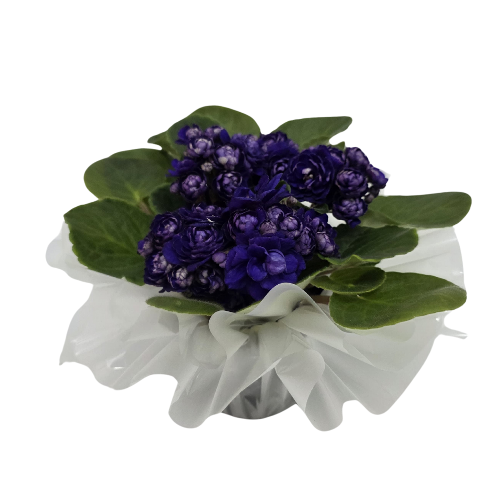 Vaso de Violeta Vaso de Violeta